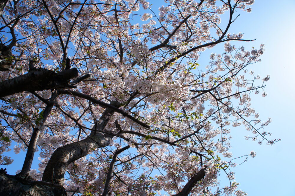 春のポコタウン遠賀・広渡を散歩してみました♪
