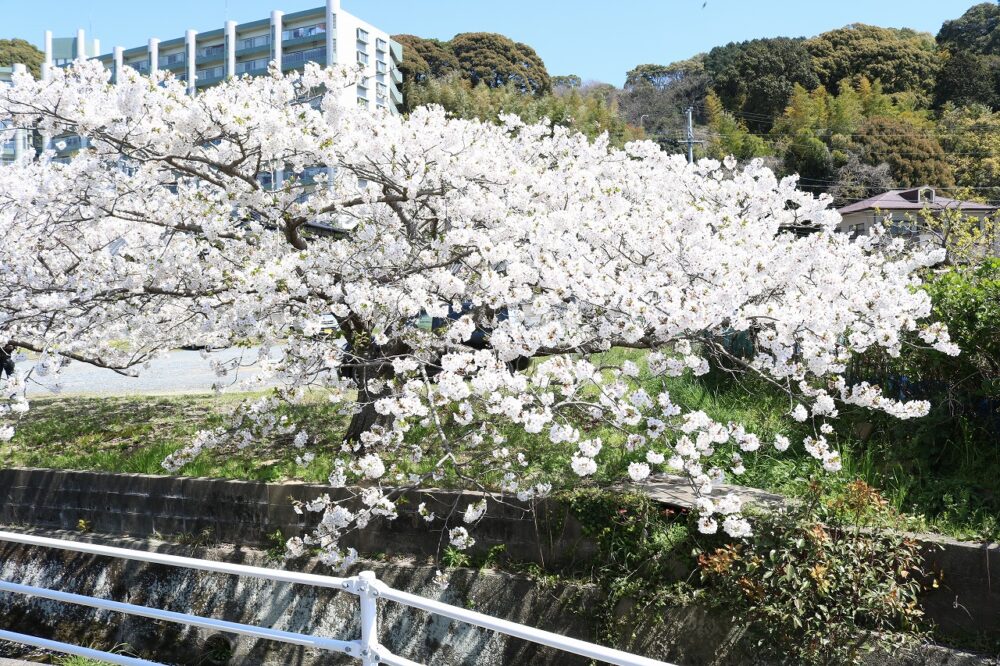 北九州市黒崎南でも宅地分譲しております♡現在建築中の平屋モデルハウスからは桜が見えます♪